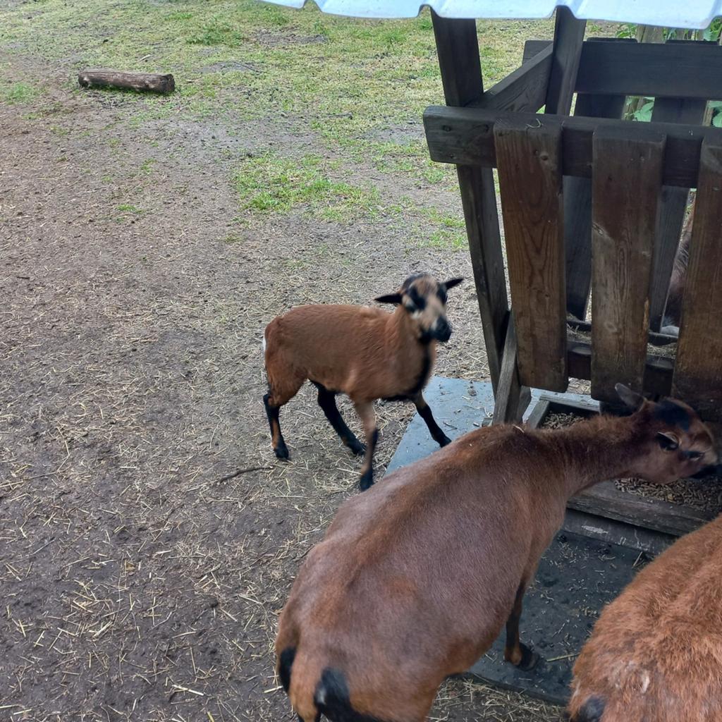 Kameroen schaap ram lammetje, Mannelijk, Schaap