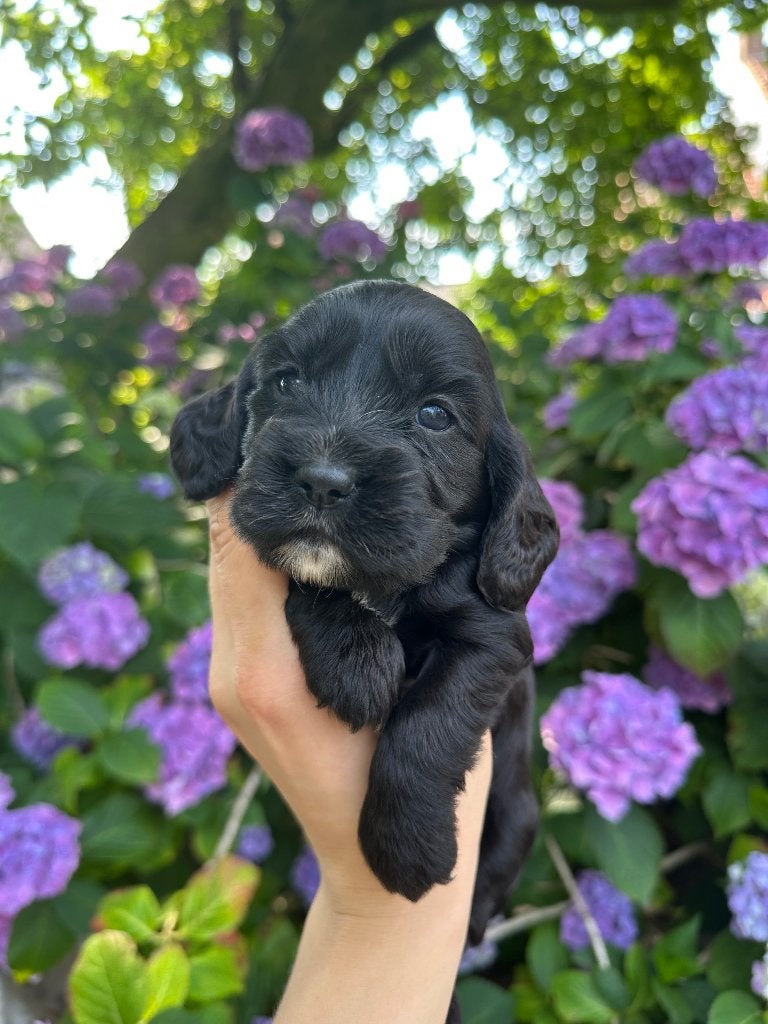 Engelse Cocker Spaniel teefje, België, Fokker | Hobbymatig, 8 tot 15 weken, Meerdere