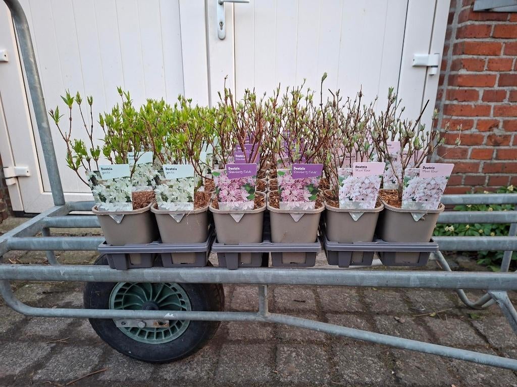 Diverse soorten goed vertakte Deutzia (Bruidsbloem) in pot!, Ophalen, Overige soorten, Minder dan 100 cm