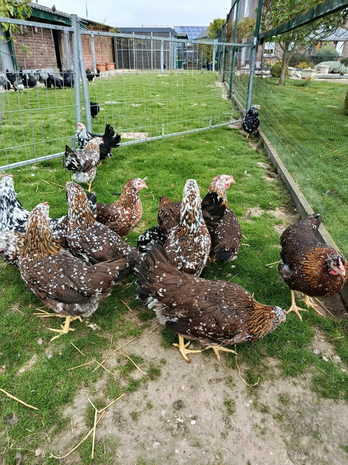 Italiaanse driekleurige hennen te koop, Vrouwelijk, Kip