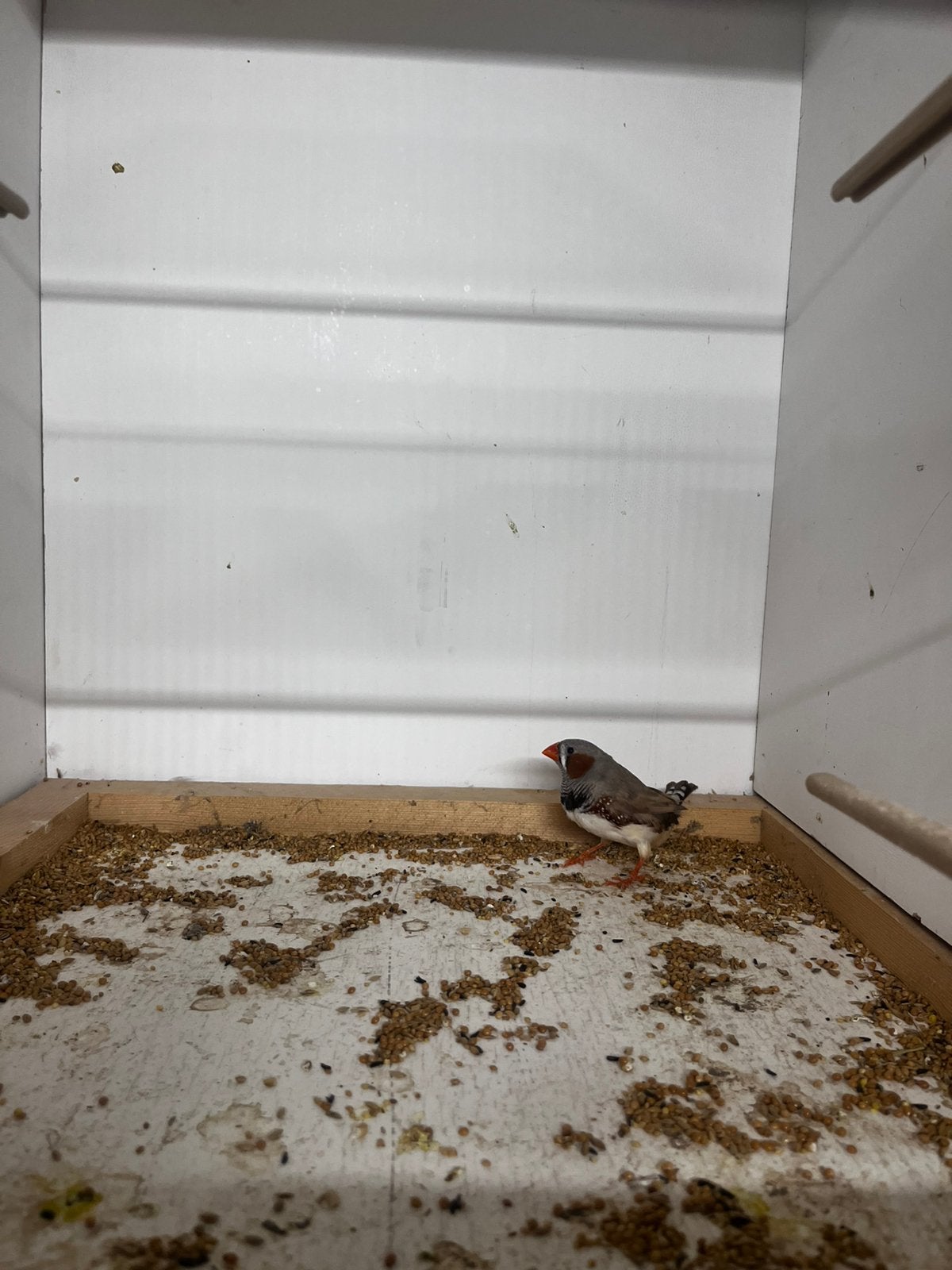 Zeebravink man, Dieren en Toebehoren, Vogels | Overige Vogels, Mannelijk