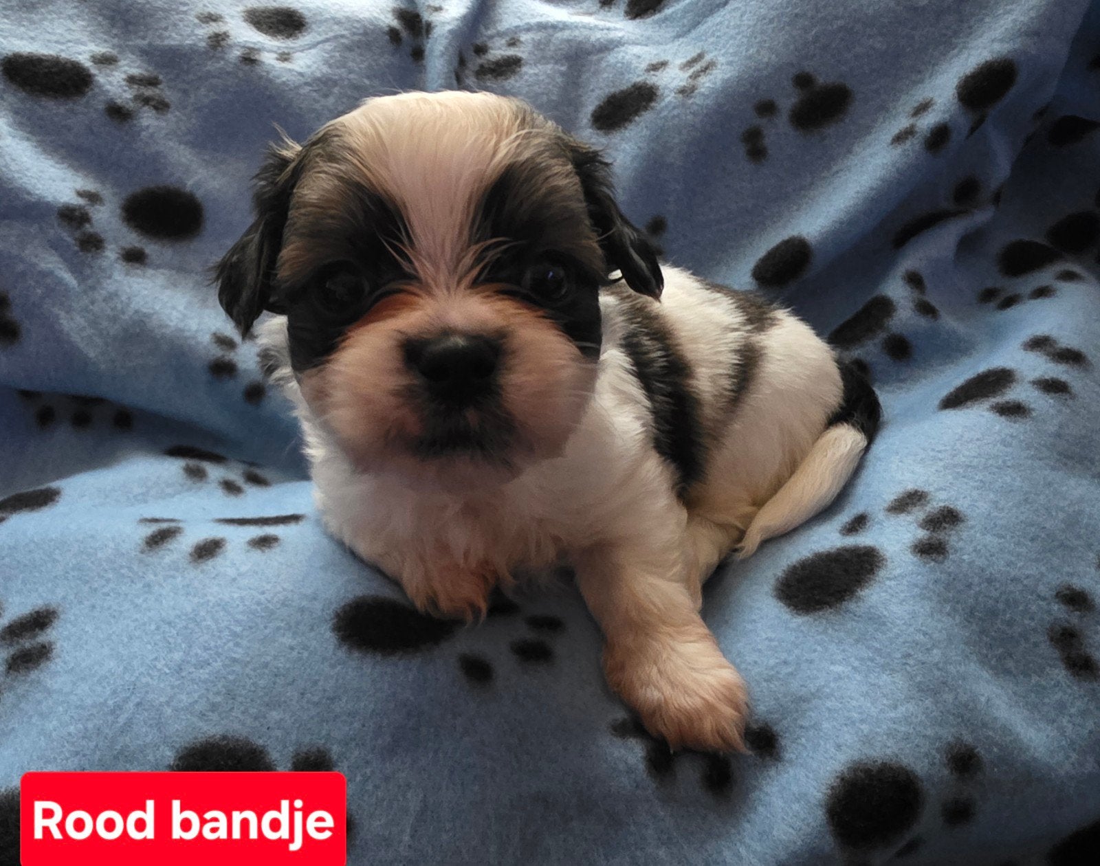Prachtige ShiChi Pups, Dieren en Toebehoren, Honden | Chihuahua's en Gezelschapshonden, Overige rassen, 8 tot 15 weken, Parvo