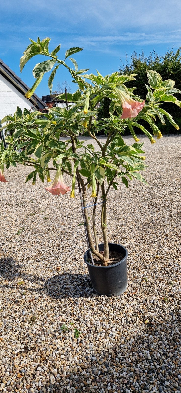 Brugmansia 170 hoog, Ophalen, Volle zon, Overige soorten, 100 tot 250 cm