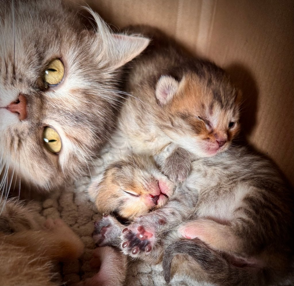 Prachtige kruising Brits Langhaar kittens, Meerdere dieren, Langharig, 0 tot 2 jaar