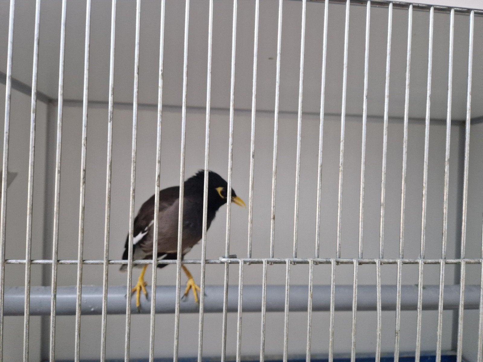treurmaina, Mannelijk, Tropenvogel, Geringd