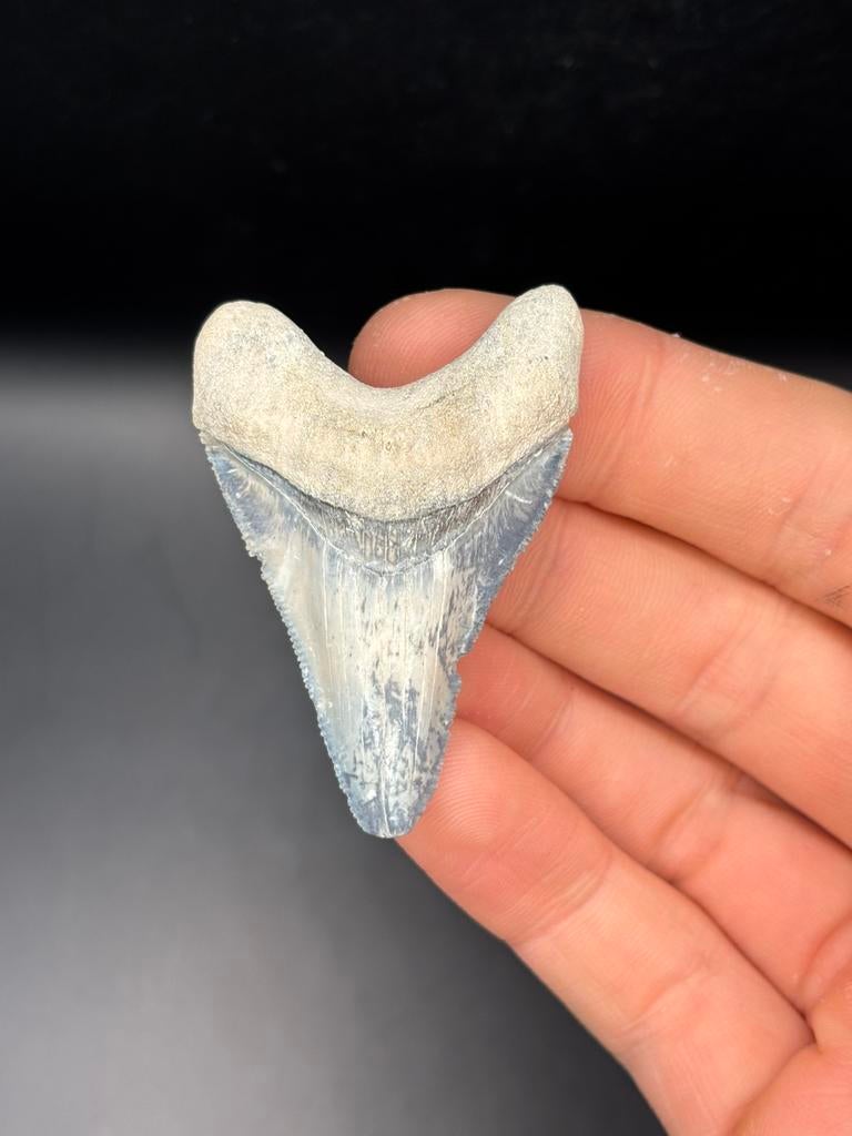 Megalodon fossiele haaientand Bone Valley, Verzamelen, Mineralen en Fossielen, Ophalen of Verzenden, Fossiel