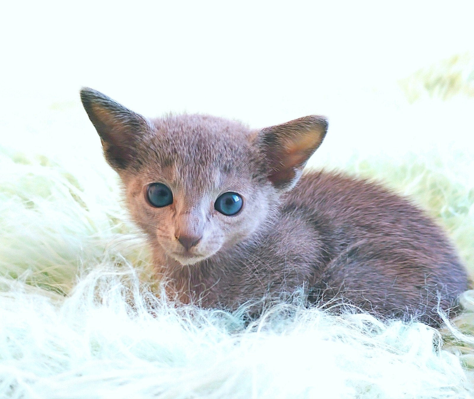 Prachtige Blauwe Rus kittens, Dieren en Toebehoren, Kater, Met stamboom, 0 tot 2 jaar