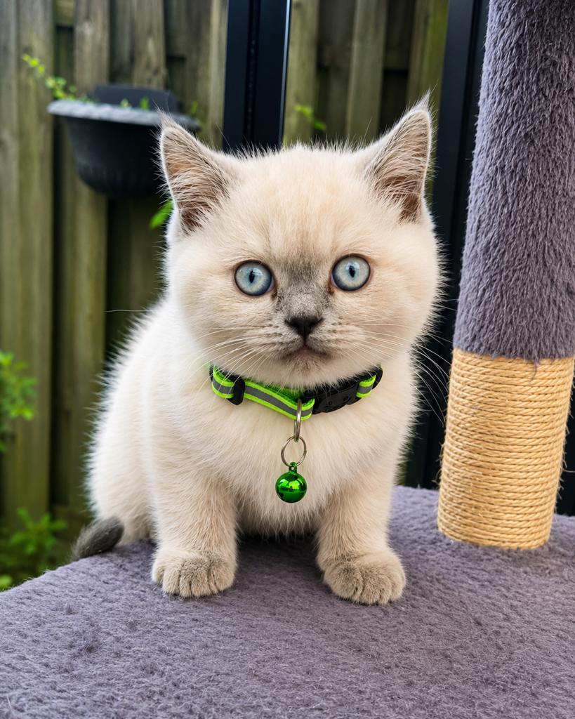 Lieve Britse Korthaar kitten(jongetje) zoekt een warm thuis, Dieren en Toebehoren, Kater