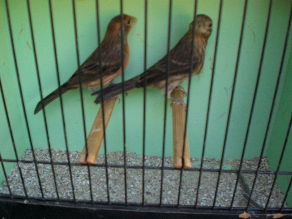 mex, roodmus, Meerdere dieren, Wildzangvogel