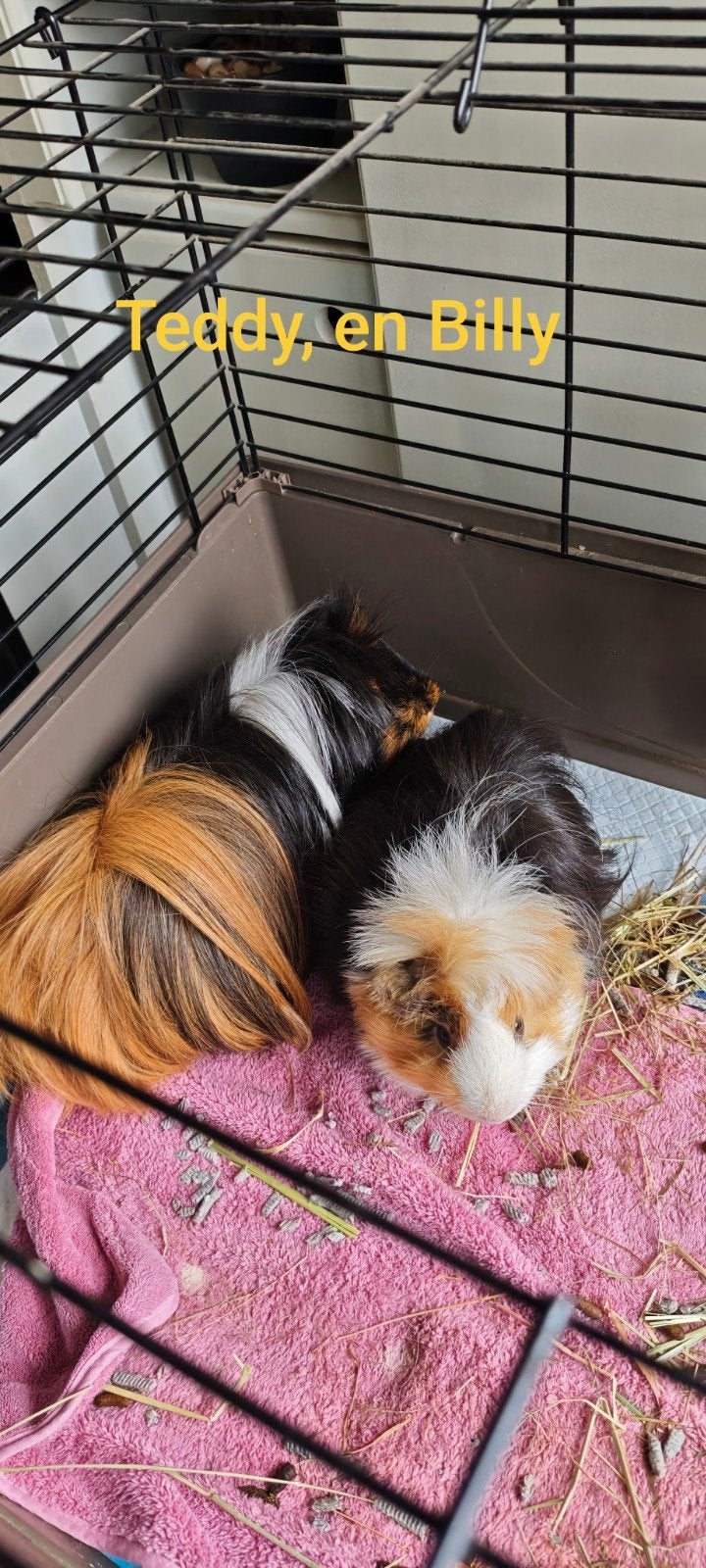 Liefdevolle en persoonlijke knaagdier-opvang in Meppel, Dieren en Toebehoren, Knaagdieren, Januari, Meerdere dieren, Overige typen