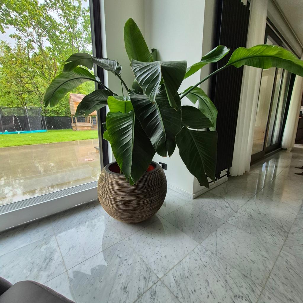 Grote Strelitzia Nicolai in stijlvolle pot, Huis en Inrichting, Kamerplanten, Overige soorten, Ophalen of Verzenden, In pot, 150 tot 200 cm