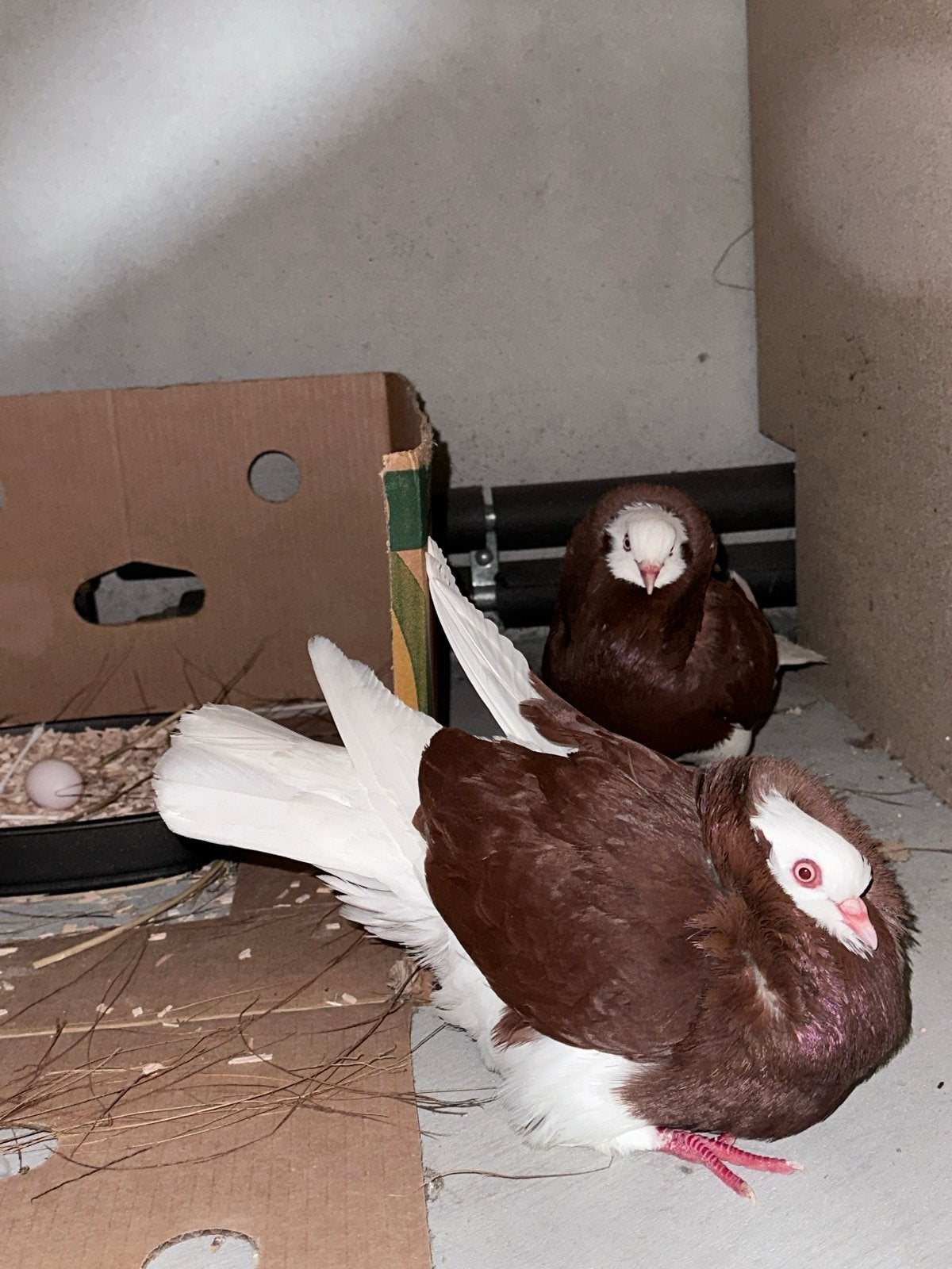 Mooi koppel Hollandse Kapucijn, Dieren en Toebehoren, Vogels | Duiven, Meerdere dieren, Overige soorten