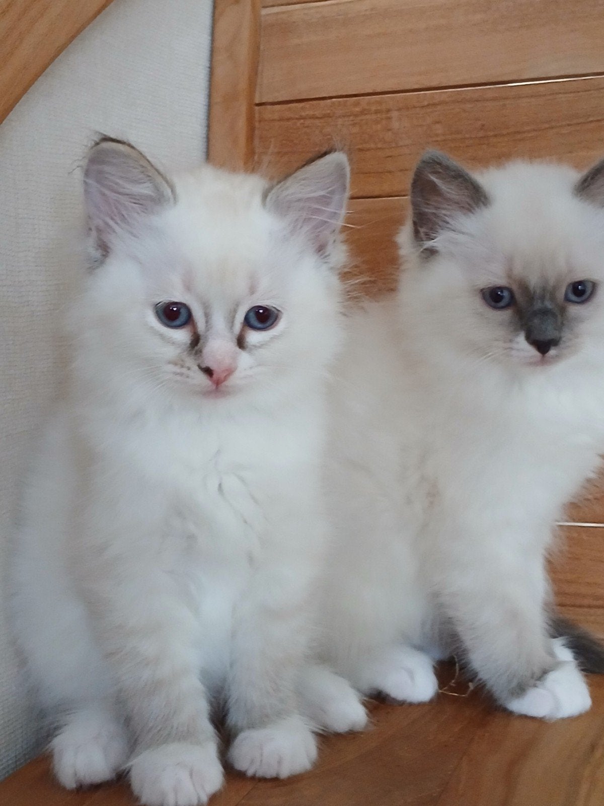 Raszuivere prachtige Ragdoll kittens, Meerdere dieren, Ontwormd, 0 tot 2 jaar
