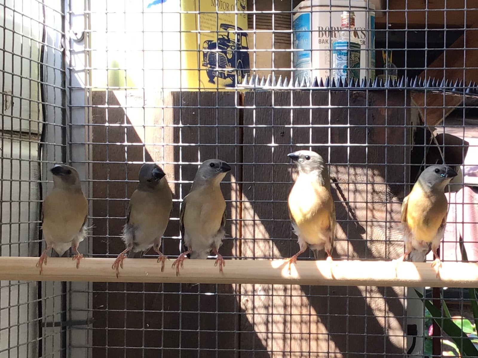 Zwartkop gould Amadines, Dieren en Toebehoren, Vogels | Overige Vogels, Geslacht onbekend, Tropenvogel