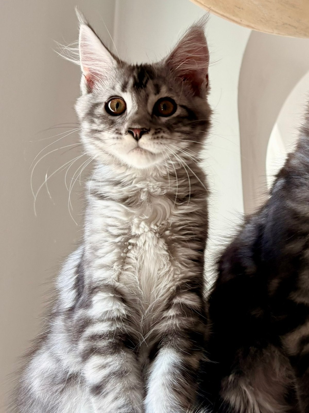 Maine coon poesje, Meerdere dieren, Met stamboom, 0 tot 2 jaar