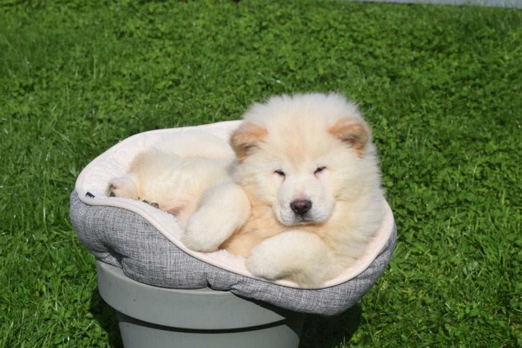 Chow-chow pups nieuw nestje  🦁🐾💖, 15 weken tot 1 jaar, Buitenland, Poolhond, Meerdere