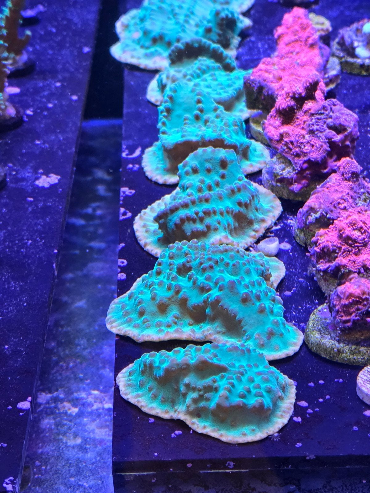 Turbinaria Reniformis