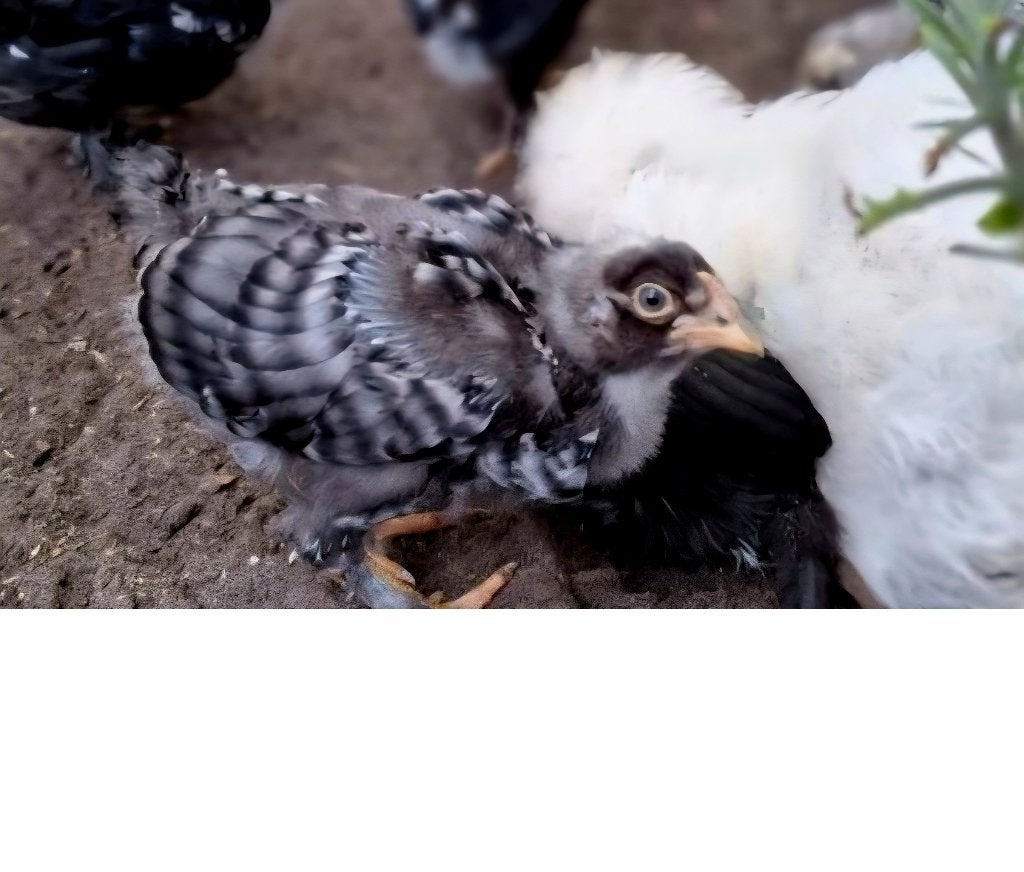 Haantje zoekt een liefdevol thuis, Dieren en Toebehoren, Pluimvee, Mannelijk, Kip