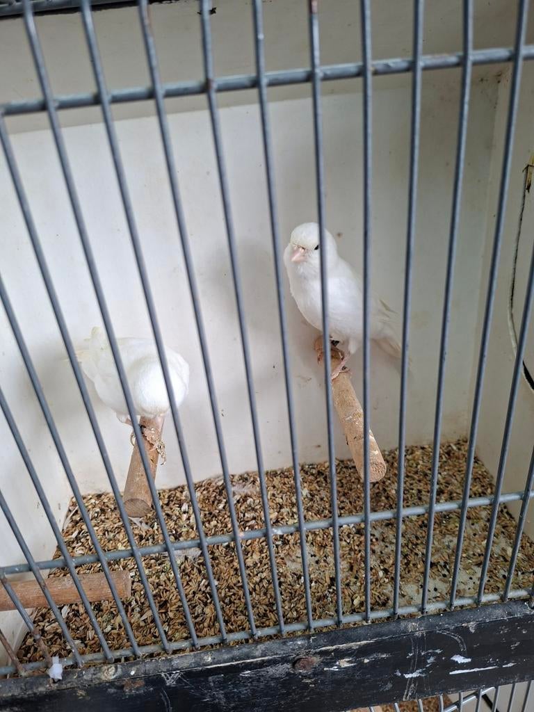 2 koppels witte kanaries, Dieren en Toebehoren, Vogels | Kanaries, Meerdere dieren, Kleurkanarie