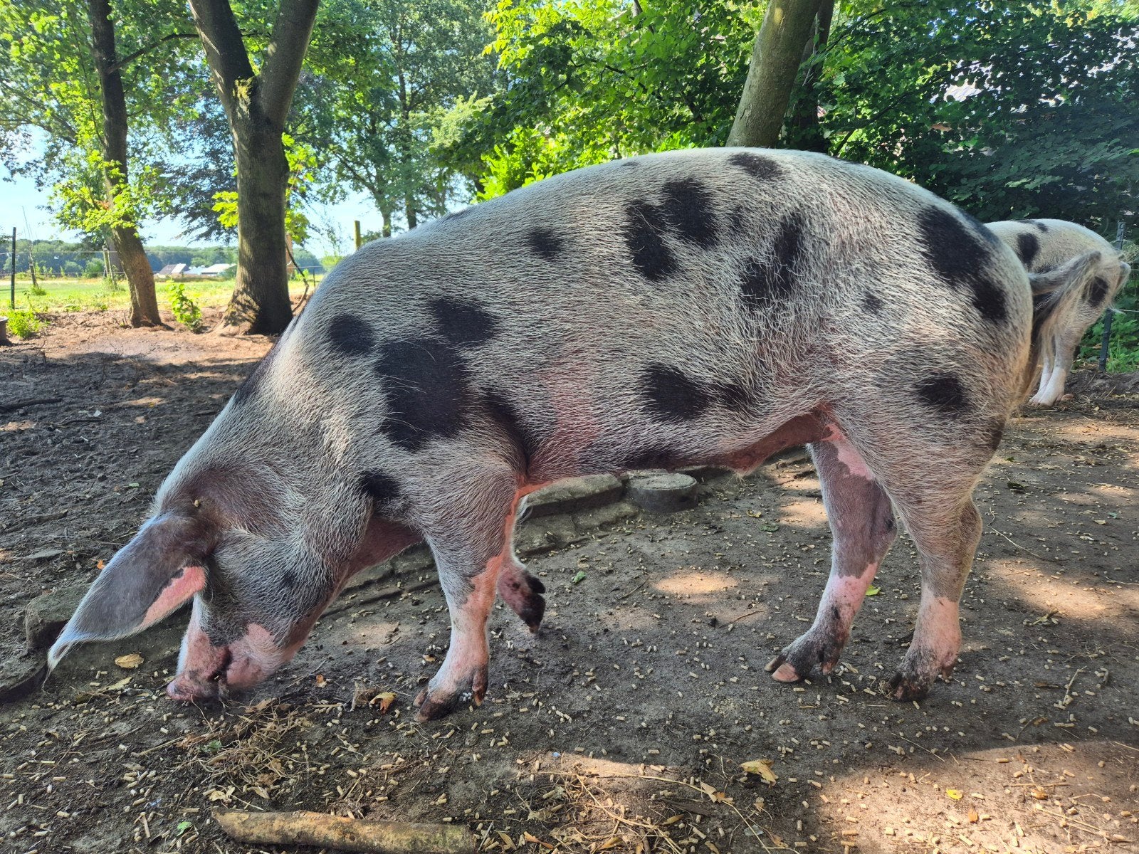 Bonte Bentheimer - Speciaal vleesvarken of hobbyvarken, Mannelijk, Varken