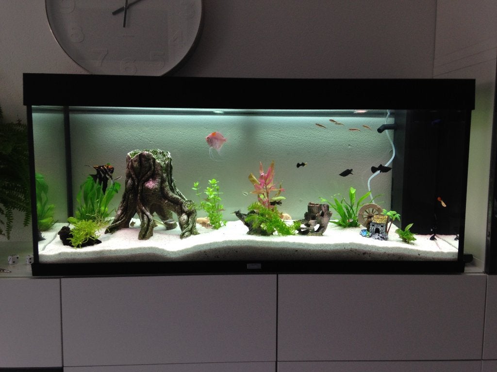 Boomstronk aquarium ornament decoratie, Ophalen of Verzenden, Zo goed als nieuw, Decoratie