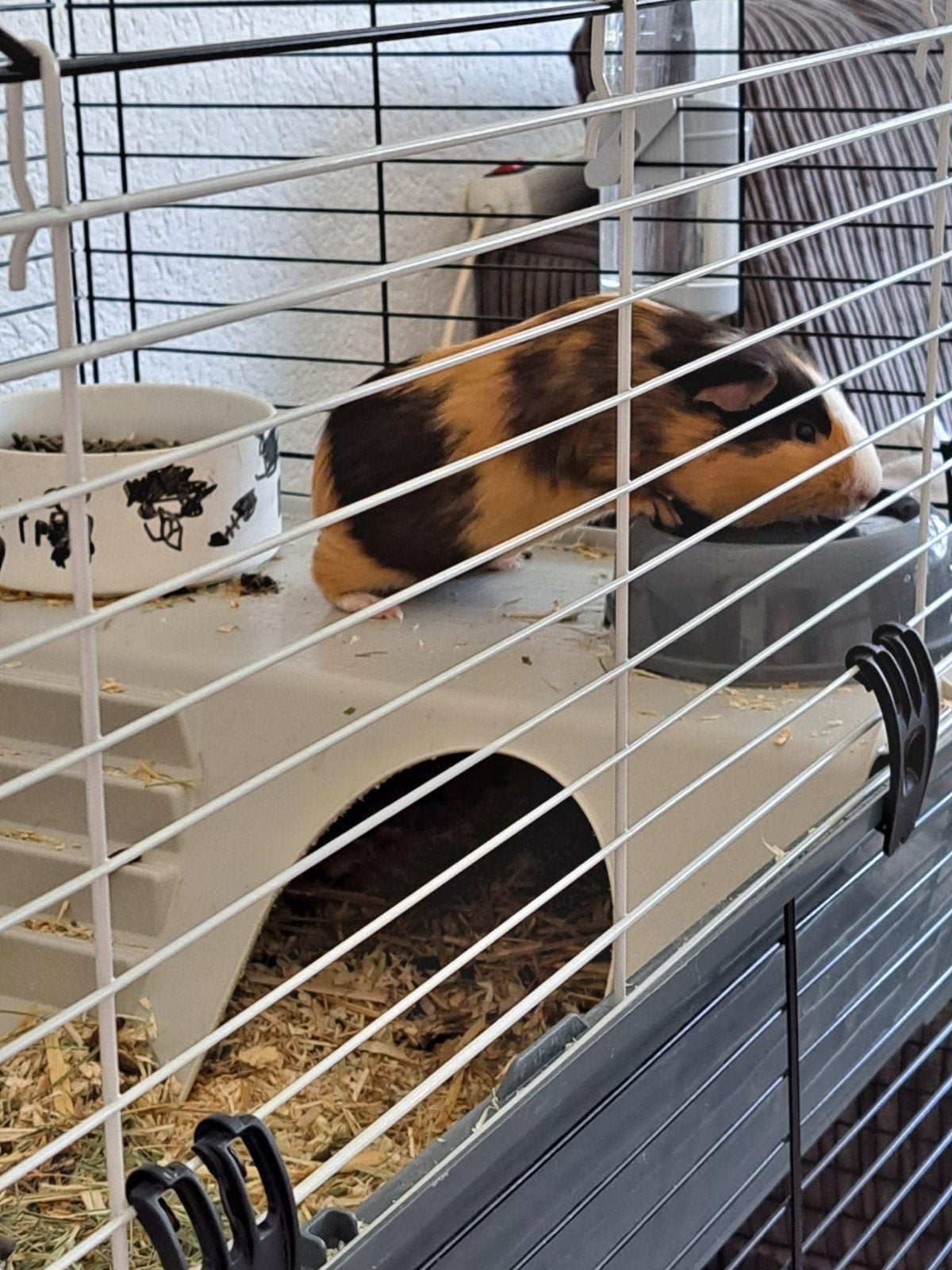 cavia beertje, December, Mannelijk, Cavia
