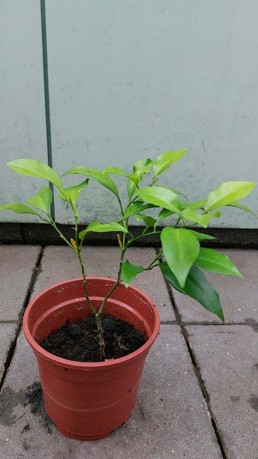 Citroen boompje c.a 35 cm hoog, Tuin en Terras, Ophalen