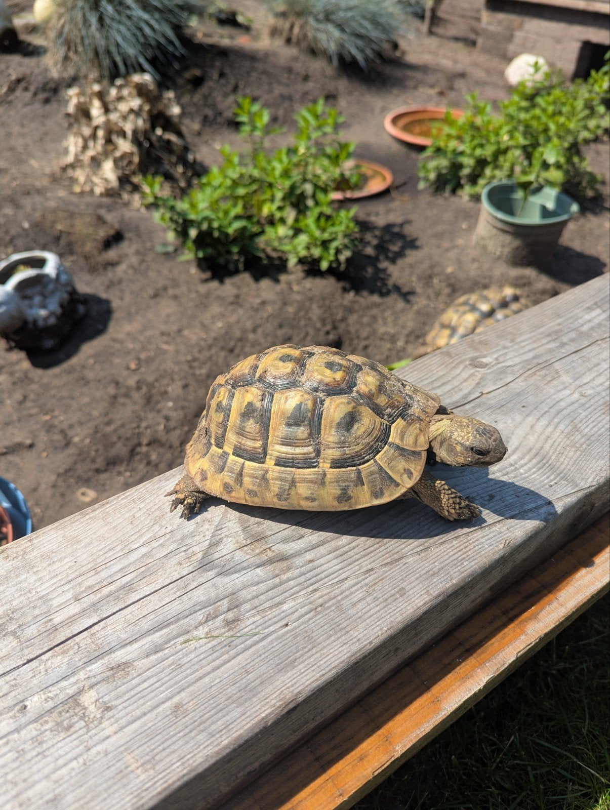 Griekse landschildpad (Testudo Hermanni Boettgeri), Dieren en Toebehoren, Reptielen en Amfibieën, Schildpad, Tam, 7 tot 10 jaar