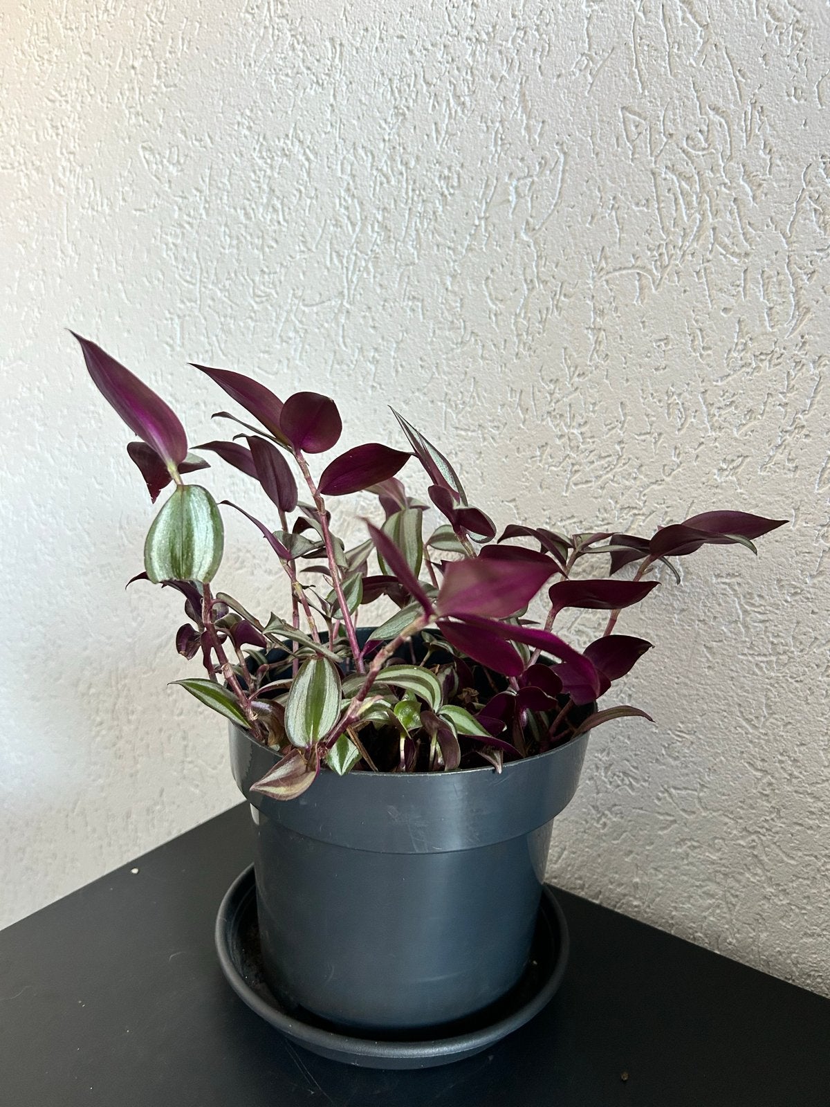 Tradescantia Zebrina - Levendige Hangplant, Ophalen, Halfschaduw, In pot, Minder dan 100 cm