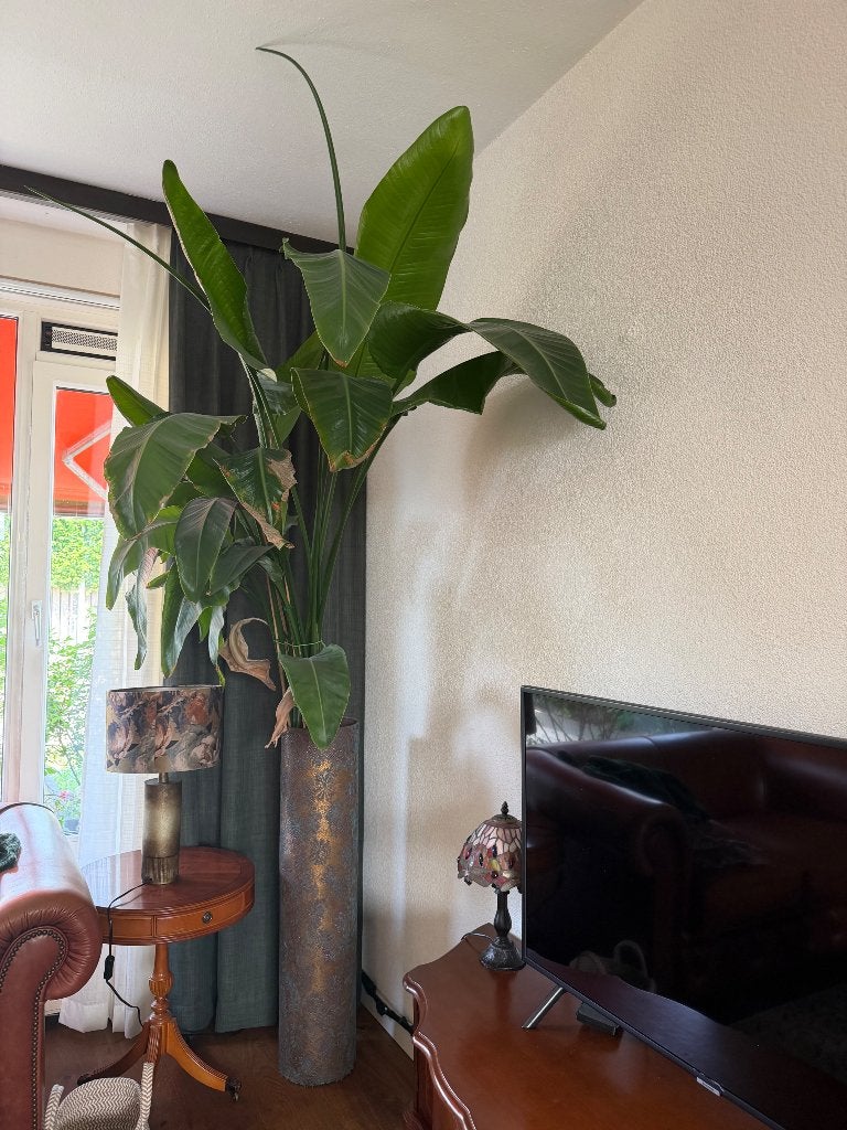 Kamer Planten, Ophalen, In pot, Halfschaduw, 150 tot 200 cm