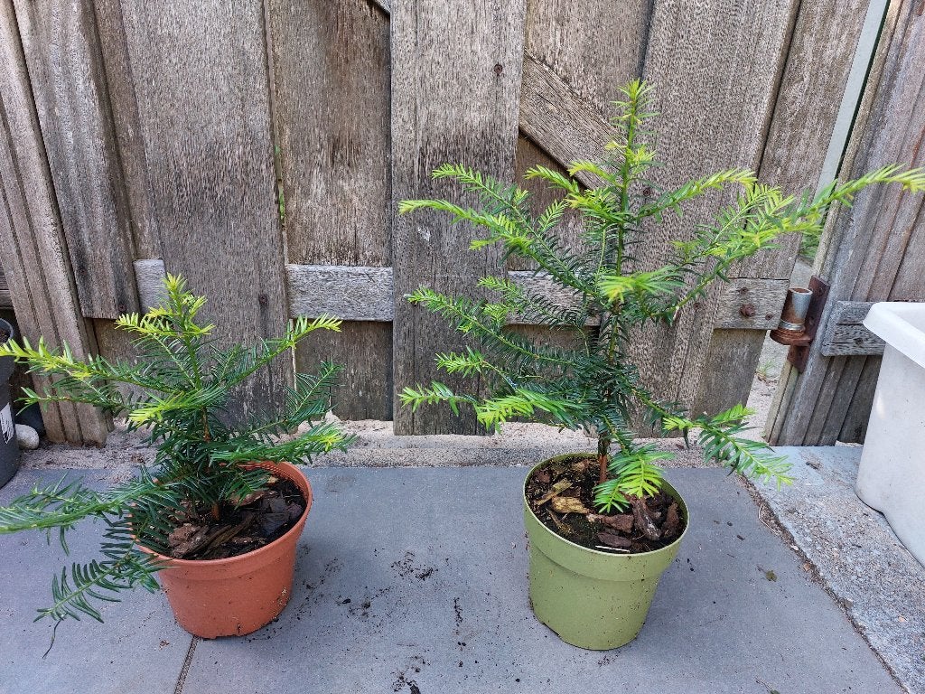 Zes Taxus boompjes te koop, Tuin en Terras, Bloeit niet, Halfschaduw, Overige soorten, Minder dan 100 cm
