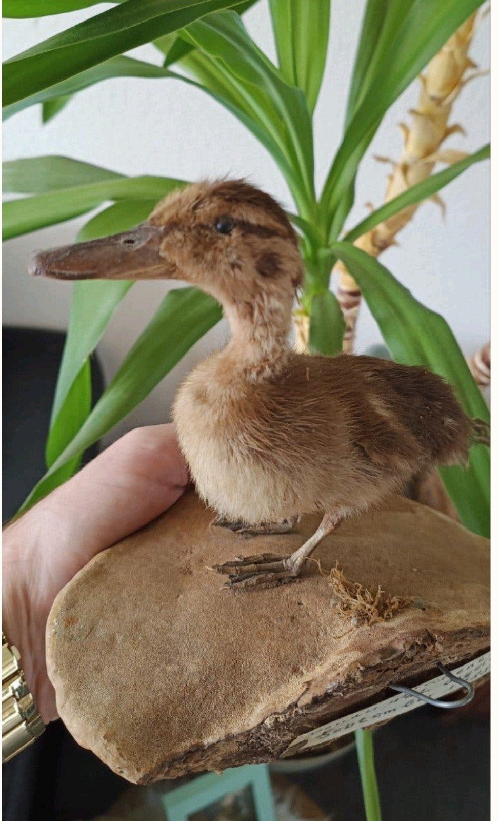 taxidermie opgezet vogel eend, Ophalen of Verzenden, Vogel, Opgezet dier
