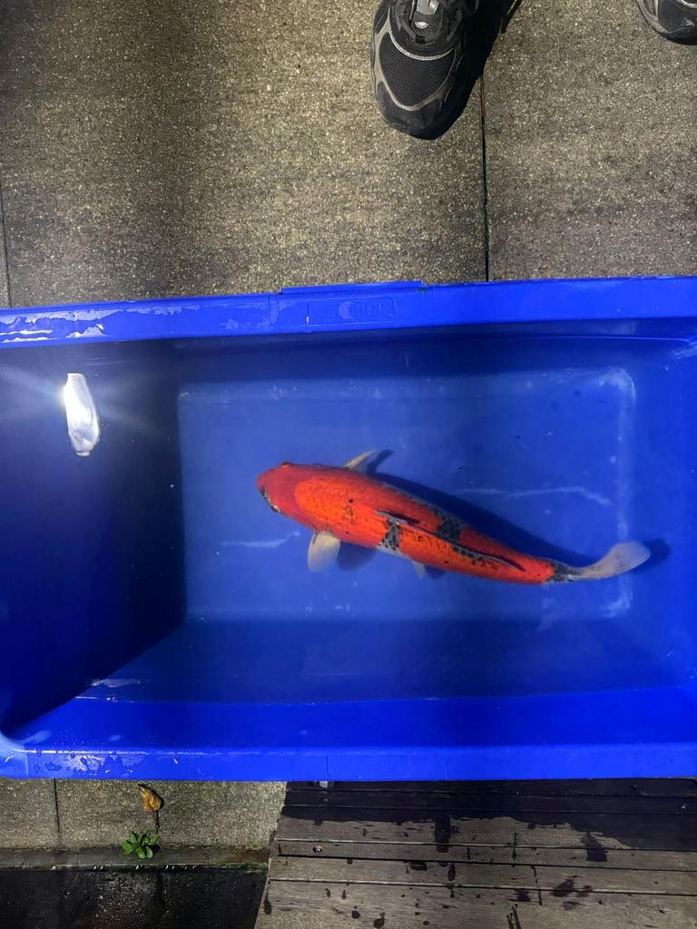 goshiki, Karper of Koi