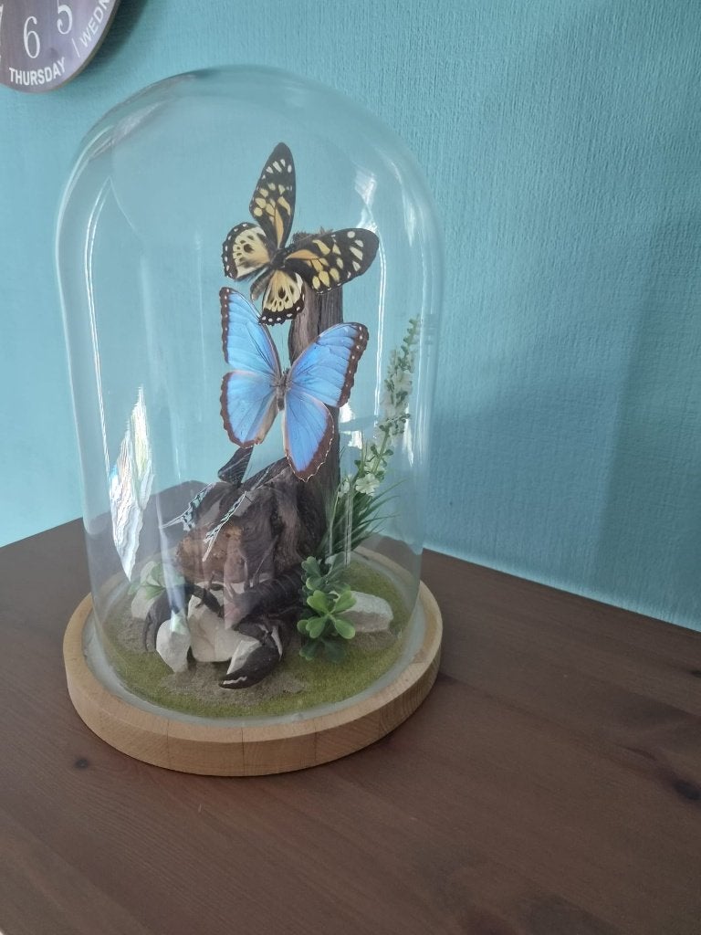 Decoratieve stolp met vlinders en schorpioen, Ophalen, Zo goed als nieuw, Insect, Opgezet dier