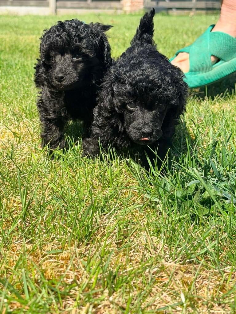toypoedel pups fci stamboom, Poedel, Parvo, België, Fokker | Hobbymatig