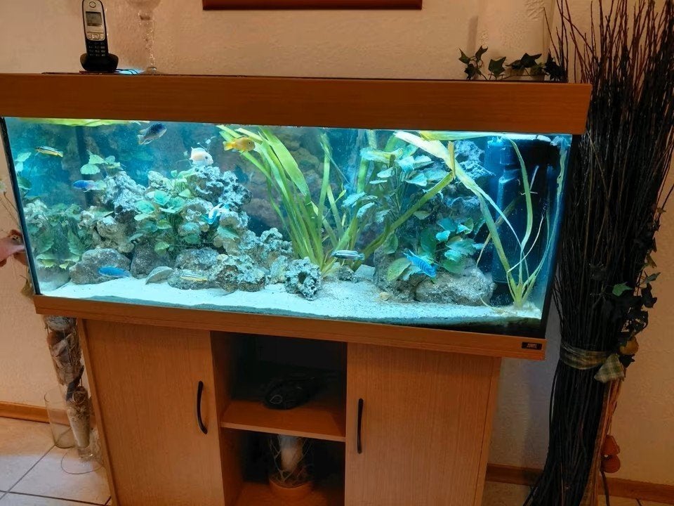 Juwel RIO 240, Dieren en Toebehoren, Ophalen, Gebruikt, Gevuld zoetwateraquarium, Verwarming