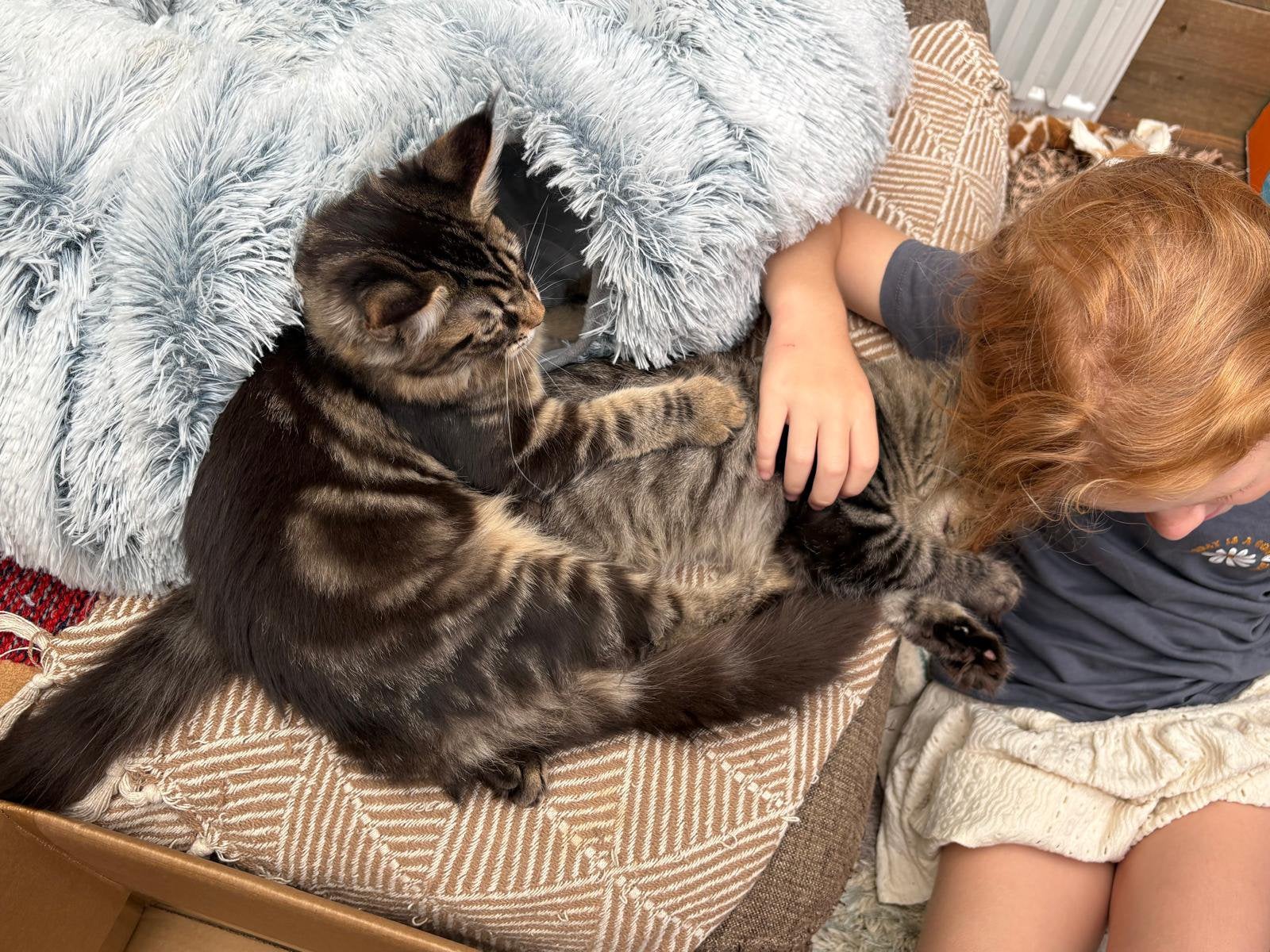 Mainecoon kitten, Poes, Gechipt, 0 tot 2 jaar