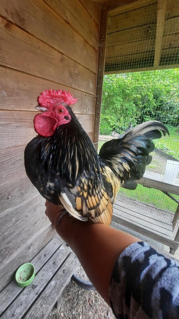 Lieve tamme kruising Serama haan., Dieren en Toebehoren, Pluimvee, Mannelijk, Kip