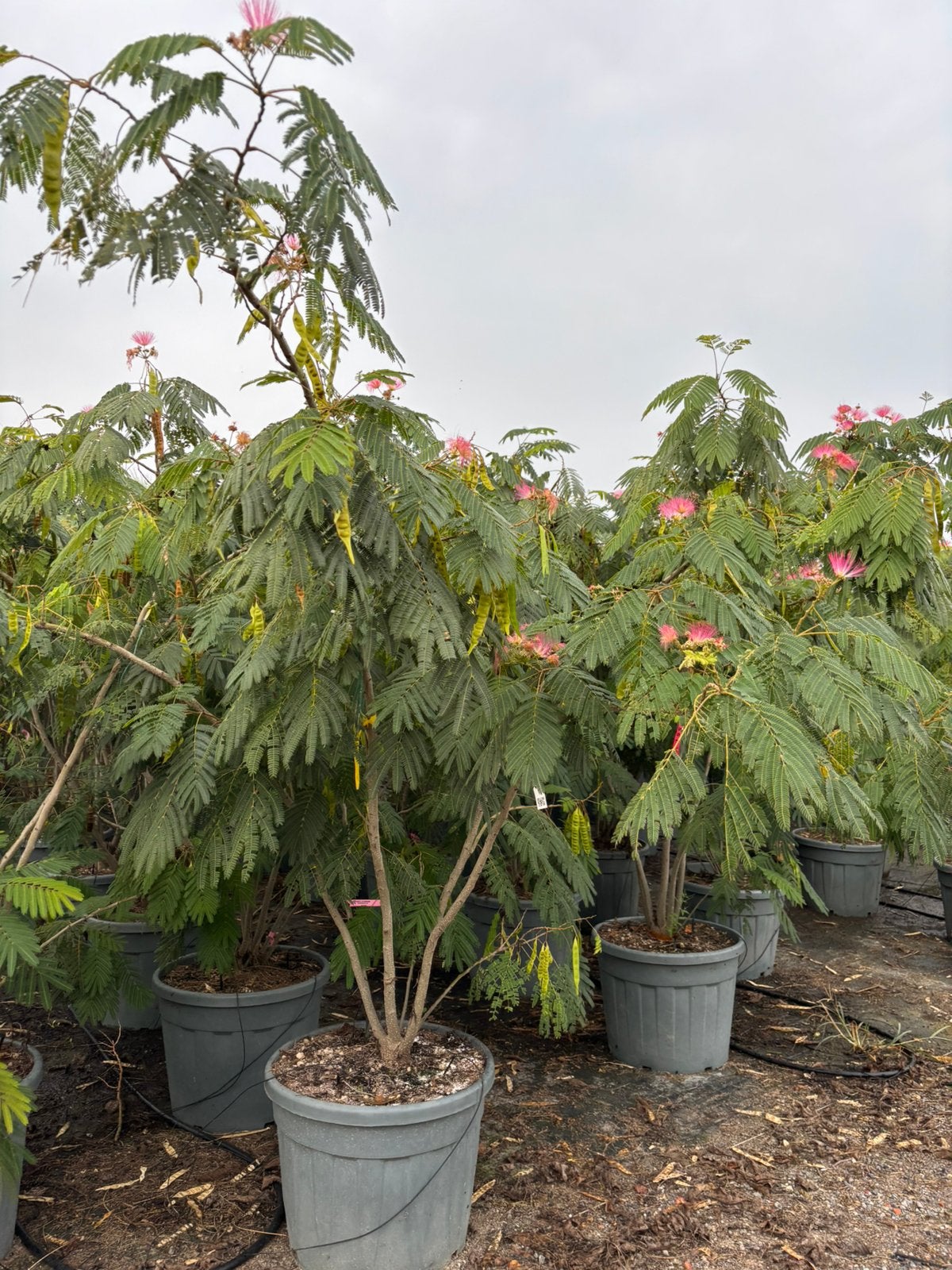 Albizia julibrissin – Meerstammige slaapboom, Tuin en Terras, In pot, Halfschaduw, 250 tot 400 cm, Zomer