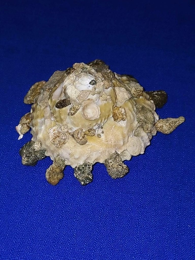 Schelpen, Xenophora kinoi, Ophalen of Verzenden, Schelp(en)