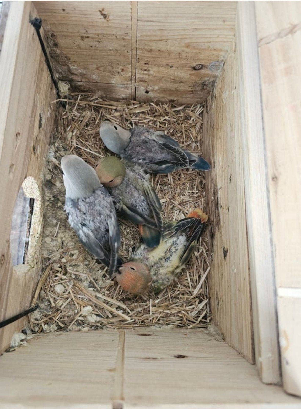 Agapornis baby's, Dieren en Toebehoren, Geslacht onbekend, Dwergpapegaai of Agapornis, Tam