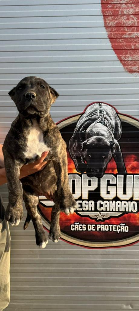 Top Gun Presa Canario heeft niuewe pups, Dieren en Toebehoren, Honden | Bulldogs, Pinschers en Molossers, Reu, 8 tot 15 weken
