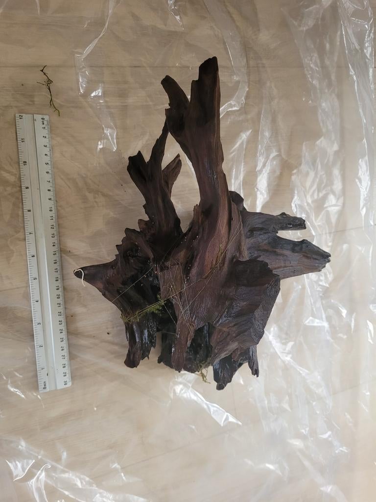 Groot stuk kienhout, Ophalen of Verzenden, Plant(en), Steen of Hout
