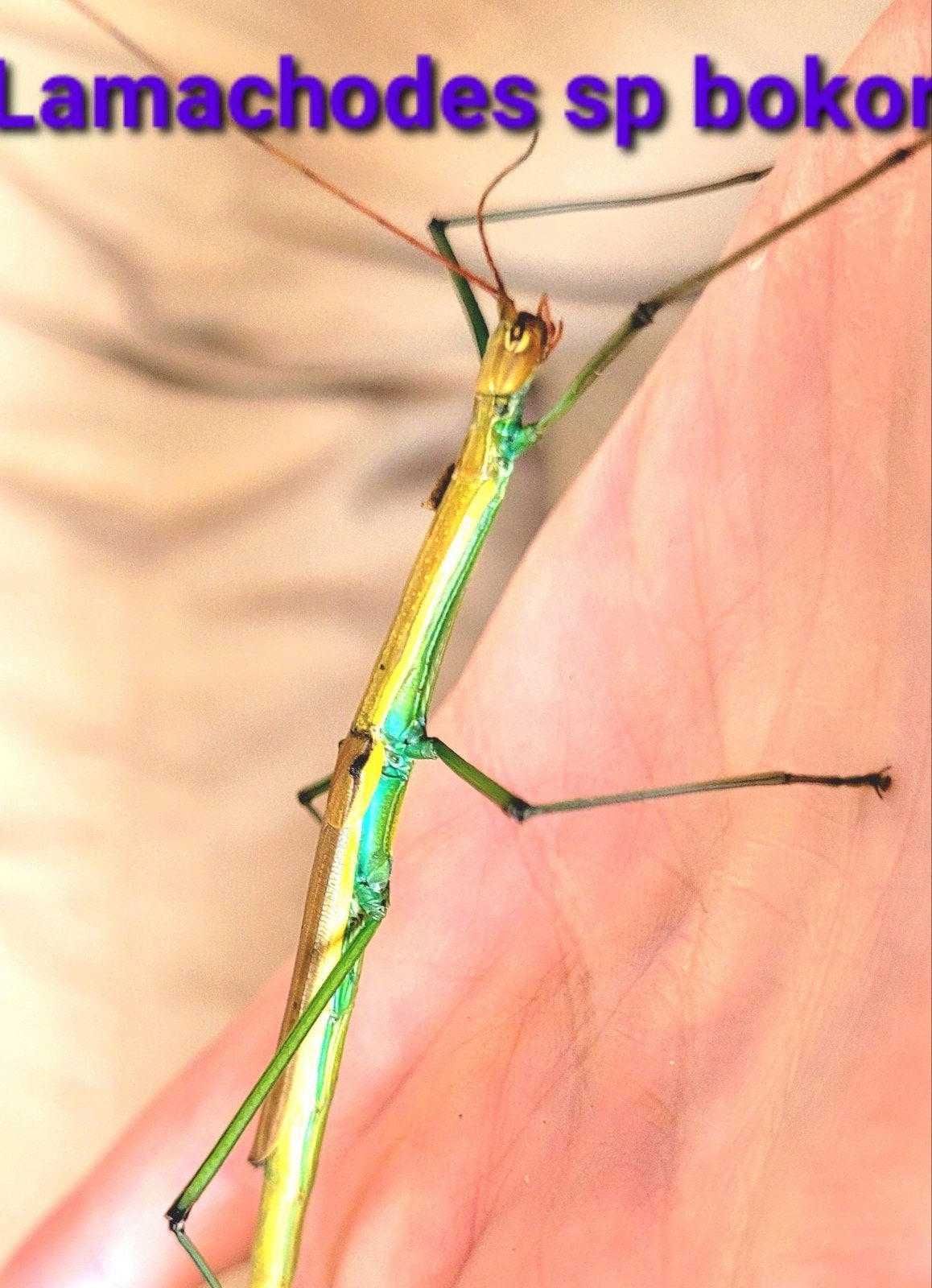 Lamachodes sp bokor 5v5, wandelende takken, Dieren en Toebehoren, Insecten en Spinnen, Wandelende tak