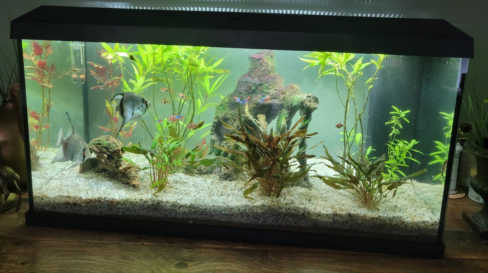 Juwel aquarium incl vissen en toebehoren, Ophalen, Gebruikt, Gevuld zoetwateraquarium, Inclusief vissen