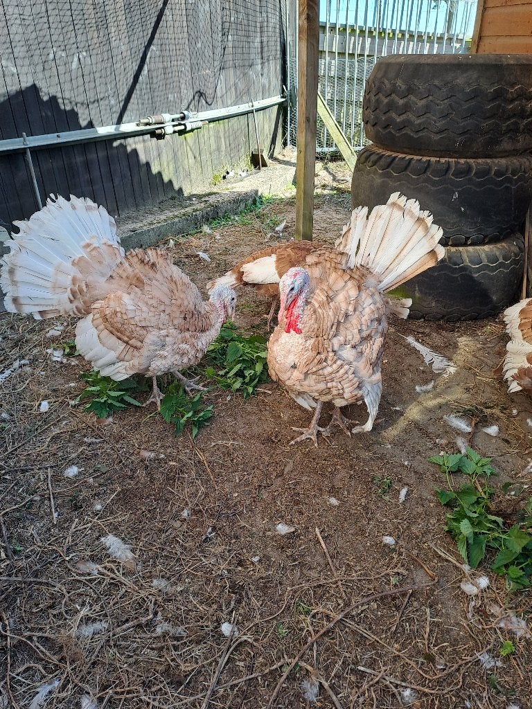 2 Rode Ardenner kalkoen hanen, Dieren en Toebehoren, Mannelijk, Kalkoen