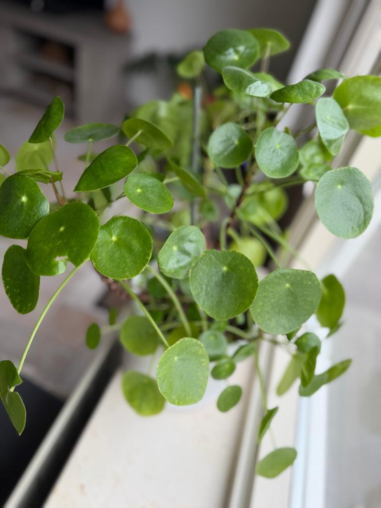 Pannenkoekenplant (Pilea) - Stekjes, Vaste plant, Bloeit niet, Halfschaduw, Ophalen