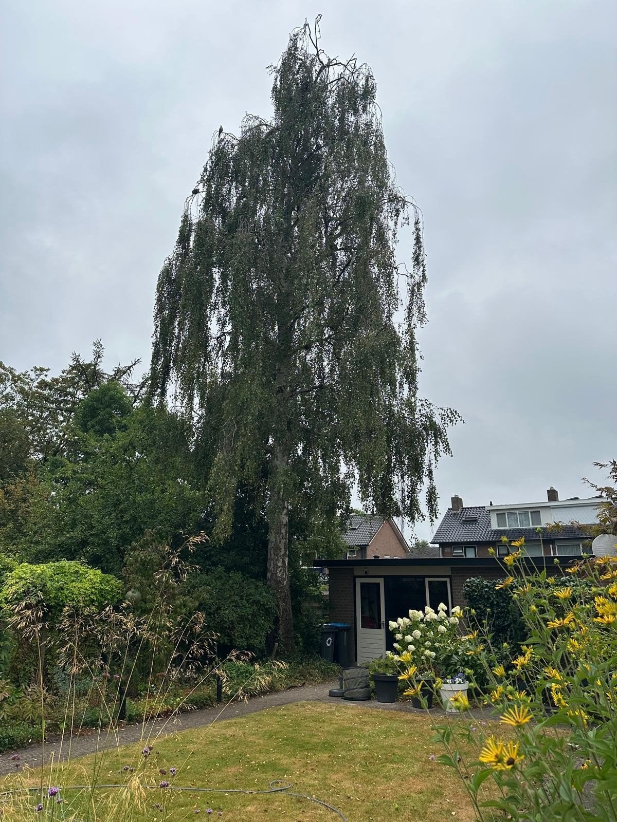 kappen van onze boom, Tuin en Terras, Planten | Bomen, Volle zon, Treurboom, Ophalen of Verzenden, Lente