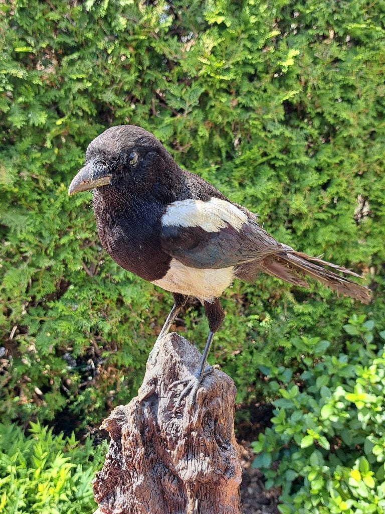 Ekster opgezet - Taxidermie op Houten Stronk, Ophalen, Vogel, Opgezet dier