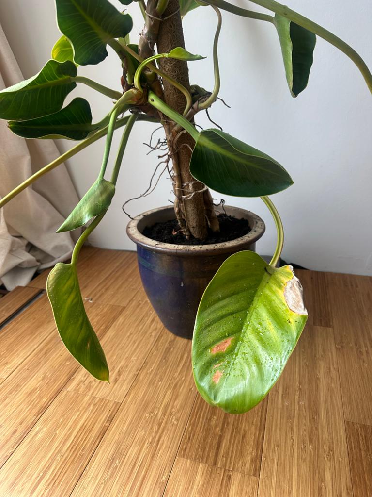 Philodendron met vintage geglazuurde aardewerk pot, Huis en Inrichting, 100 tot 150 cm, Overige soorten, In pot, Groene kamerplant